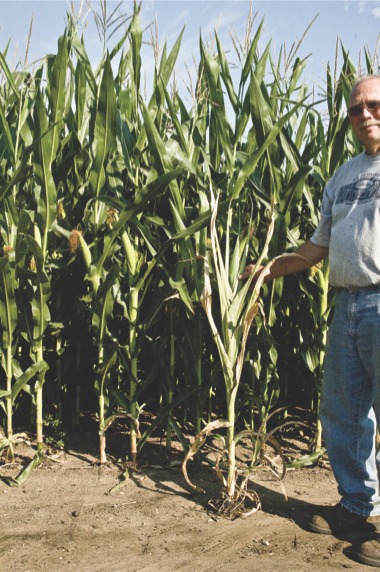 Dan Fruin, of Fruin Brothers Farm in Huntley, shows his dried corn stalks. Fruin is expecting a significantly smaller yield of field corn this year due to the summer drought. (Photo by Chris LaPelusa/Sun Day)