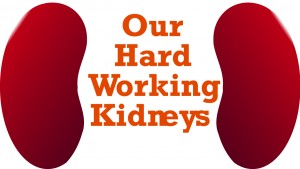 Kidneys