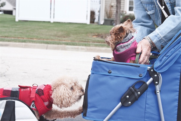 Due to age-related health issues, Eleven (left) and Tiger are limited to only short walks, so they enjoy rides in customized pet buggies around Sun City and are becoming famous for cruising in style. (Photo by Chris LaPelusa/Sun Day)