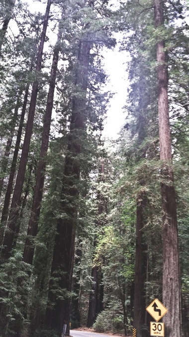 Avenue of the Giants twists and turns through Humboldt Redwoods State Park, home of the giant redwoods of California. (Photos provided)