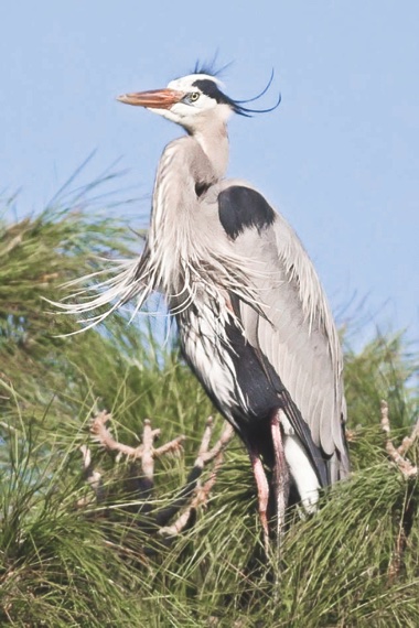 Possibly an Ibis crane perched.