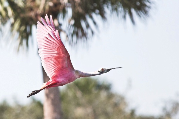 Roseate Spoonbill in flight.