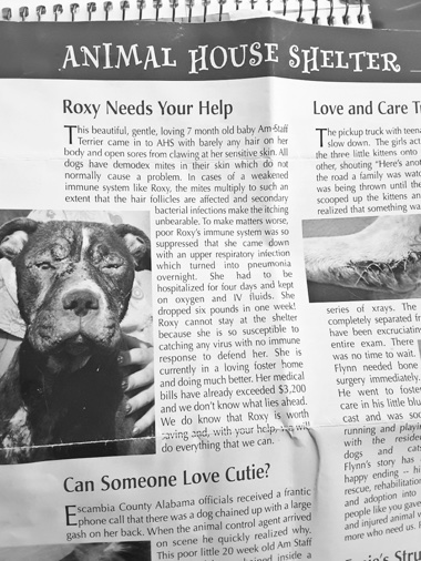 Excerpt from AHS’s flyer, featuring Roxy before her adoption, when she suffered from pneumonia and mange. (Photo provided)