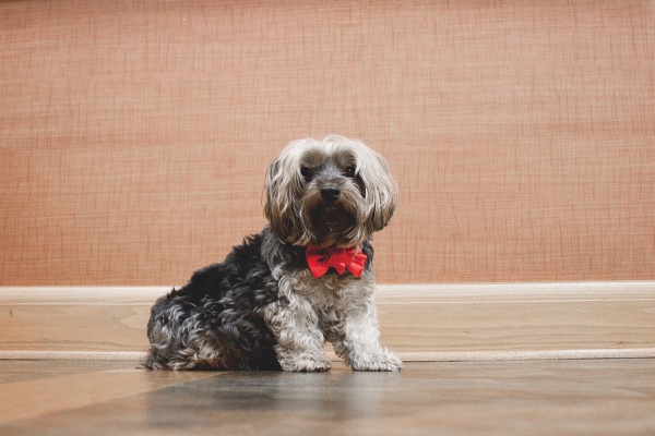 Sun City “resident” Buster preps for the role of Toto. (Photo by Chris LaPelusa/Sun Day)