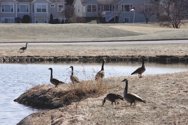 Whether friend or foe, geese are almost a hallmark of Sun City property. (Photo by Chris LaPelusa/Sun Day)