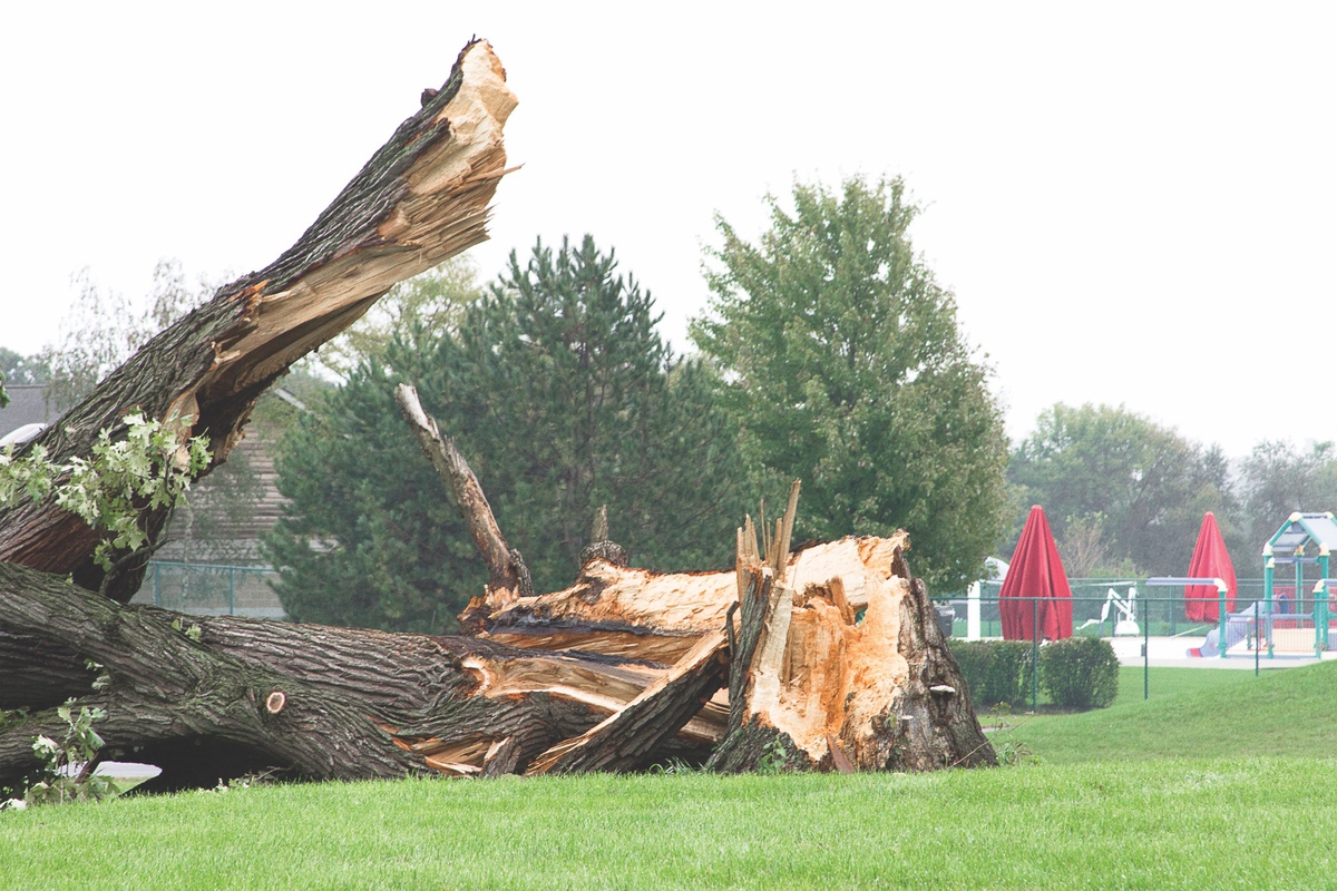 Perhaps the most notable tree in Deicke Park, which stands atop a hill near Stingray Bay, was taken down by microburst winds reaching 70 mph on the evening of September 25. (Photo by Chris LaPelusa/Sun Day)