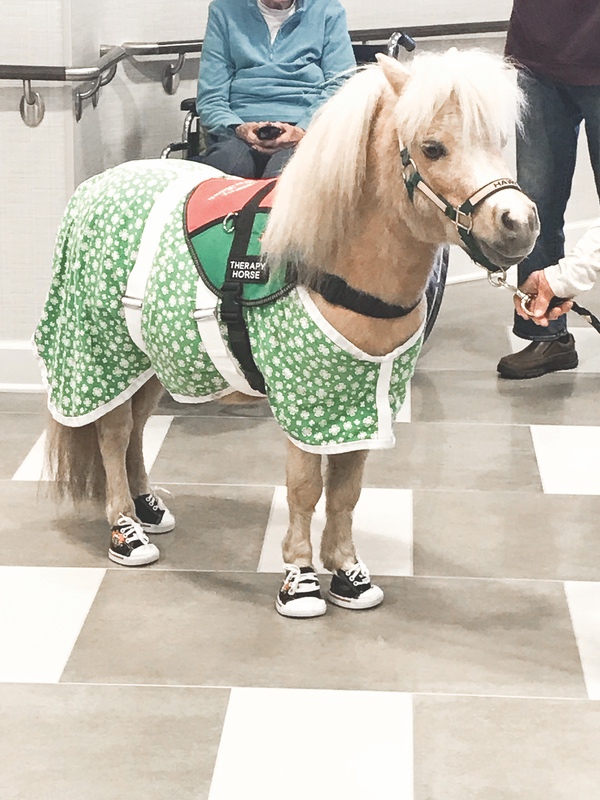Hawk is a miniature therapy horse from Shades of Blue Ranch near Hebron. (Photo provided)