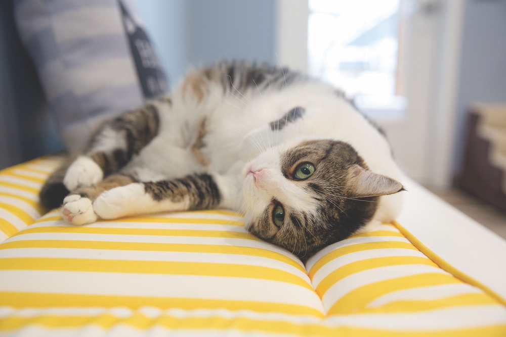 A cat lounges comfortably at Young at Heart.