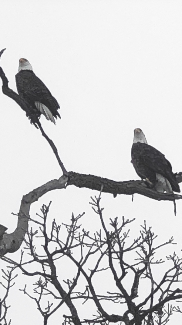 Bald eagles photographed in Sun City trees. (Photo provided)