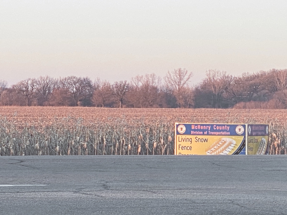 Rows of unharvested corn stand on the west side of Main St., preventing snow from drifting onto the road. (Photo by Chris LaPelusa/Sun Day)