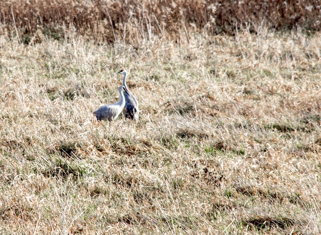 Over the summer, Sun City resident and My Sun Day News Photographer Tony Pratt discovered a pair of sandhill cranes in the wetlands next to his house, the male of the pair with a broken wing. Unable to fly, the duo, which mate together, cannot leave the area for migration. (Photo by Tony Pratt/My Sun Day News)