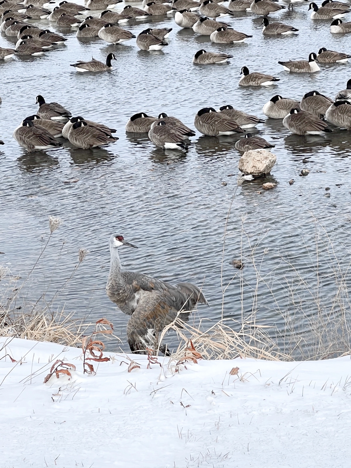 According to local photographer Justine Neslund, who was on the scene of the rescue, the crane’s broken wing was an old injury, as confirmed by Flint Creek owner Dawn Keller.