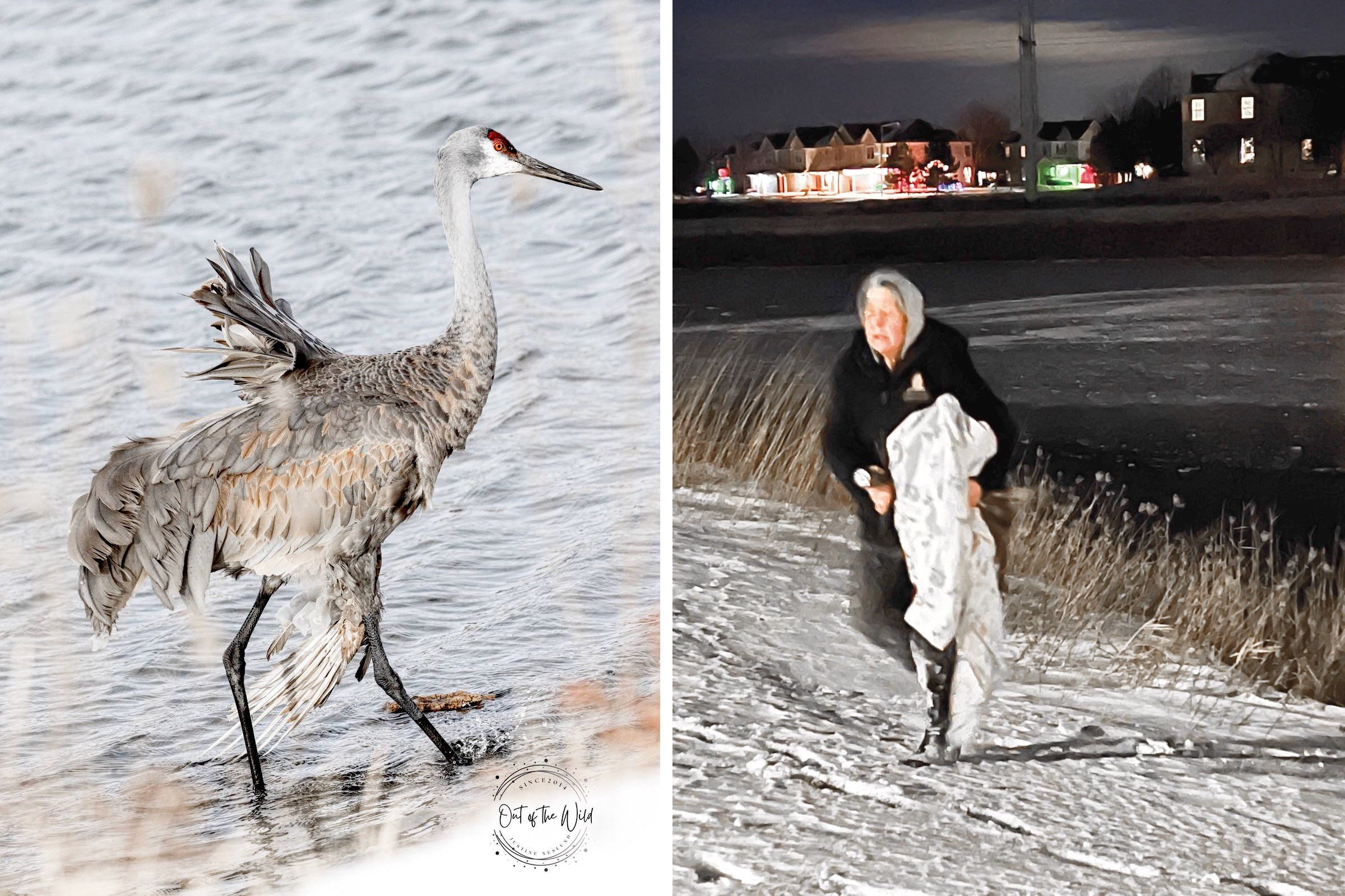 Dawn Keller (right), owner of Flint Creek Wildlife Rehabilitation, went above and beyond to rescue this crane . Donning waders she had to enter the water, with 8 degree air temps and climb the ice floe to reach it as it moved far back on the North end of the pond once she entered the water . It was a harrowing rescue in the pitch dark with only a flashlight and a blanket. Dawn told us she actually prefers rescuing these cranes in the dark so showing up at 5:30 pm worked in this cranes favor. (All photos provided by Justine Neslund)