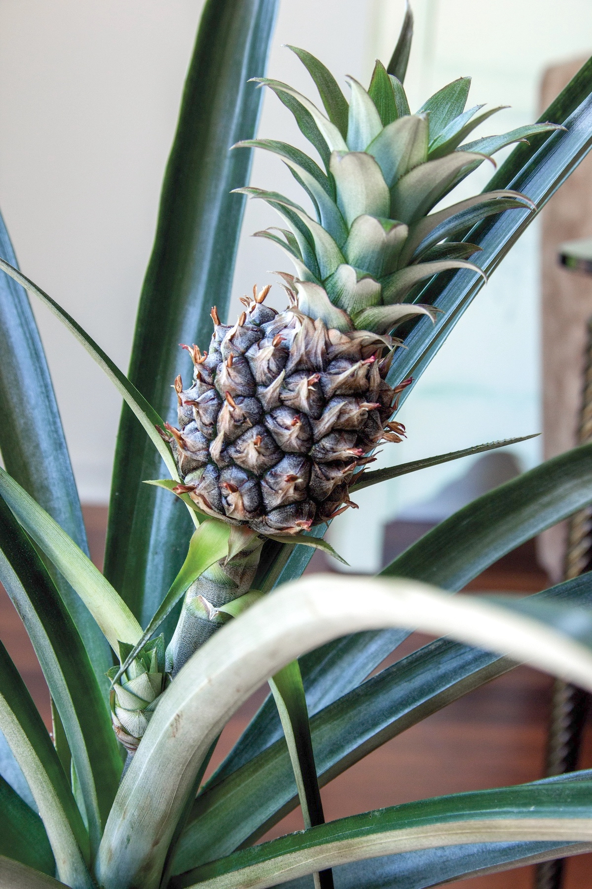 Begora’s pineapple has been growing for 2 years, after planting it’s top in soil.