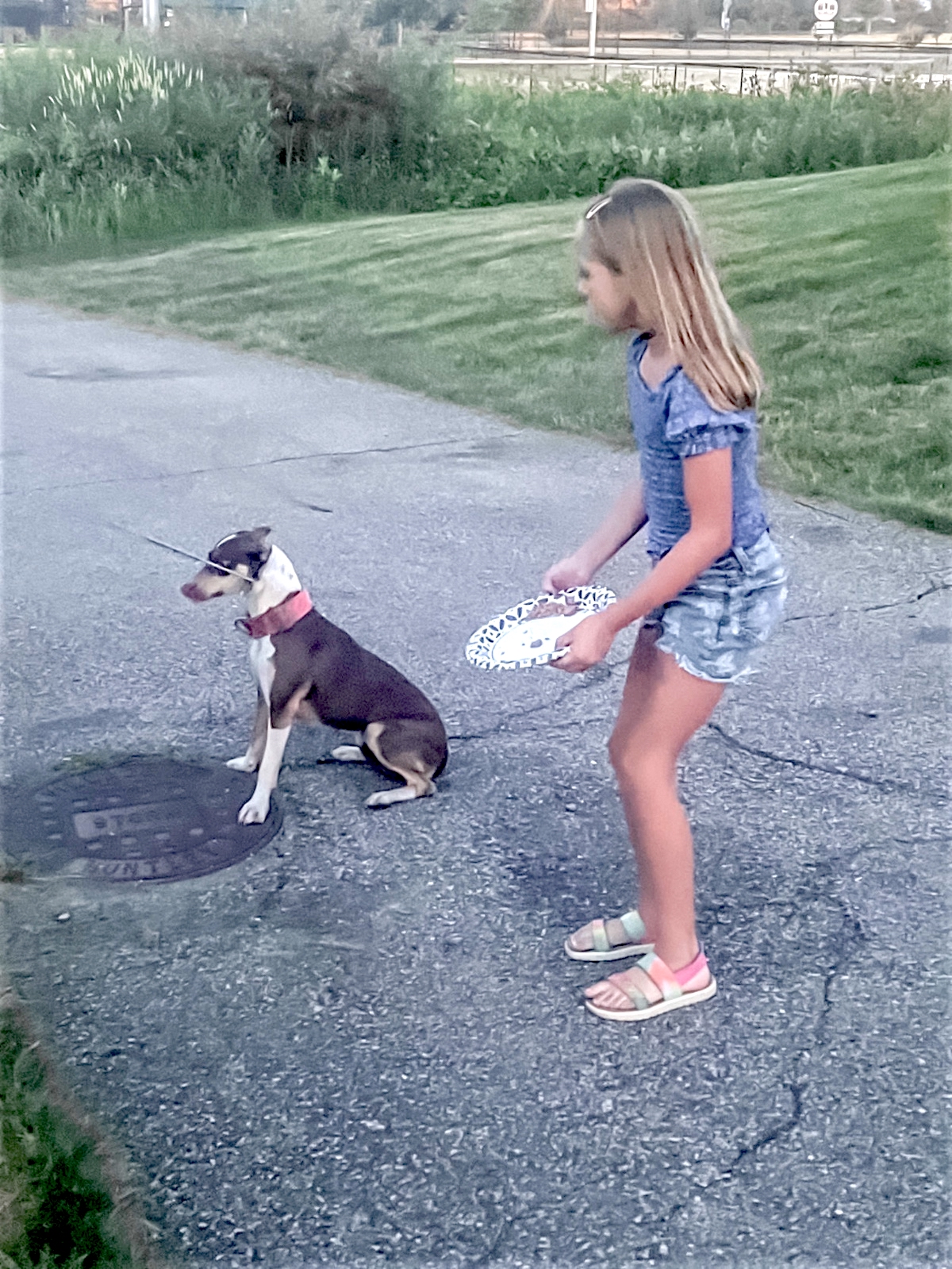 Ten-year-old Lily Chrzanowski attempts to lead the lost dog to safety. (Photo provided)