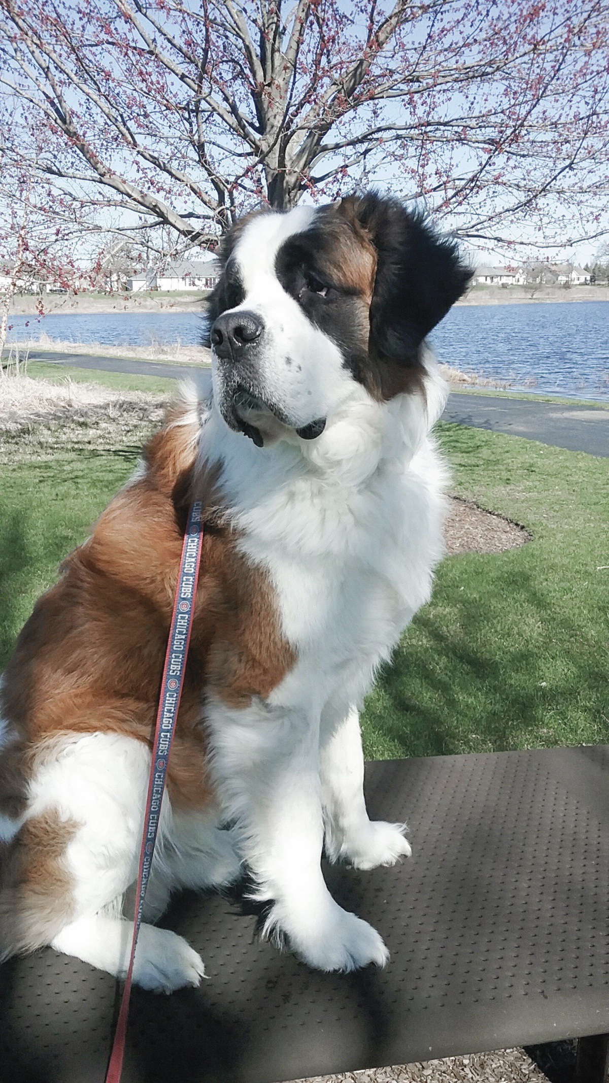 Wrigley the St. Bernard was a popular furry face around Sun City. Considered by many SC’s mascot, he was often referred to as “Mayor.” Sadly, the Kay family said goodbye to Wrigely on March 29. (Photo provided)