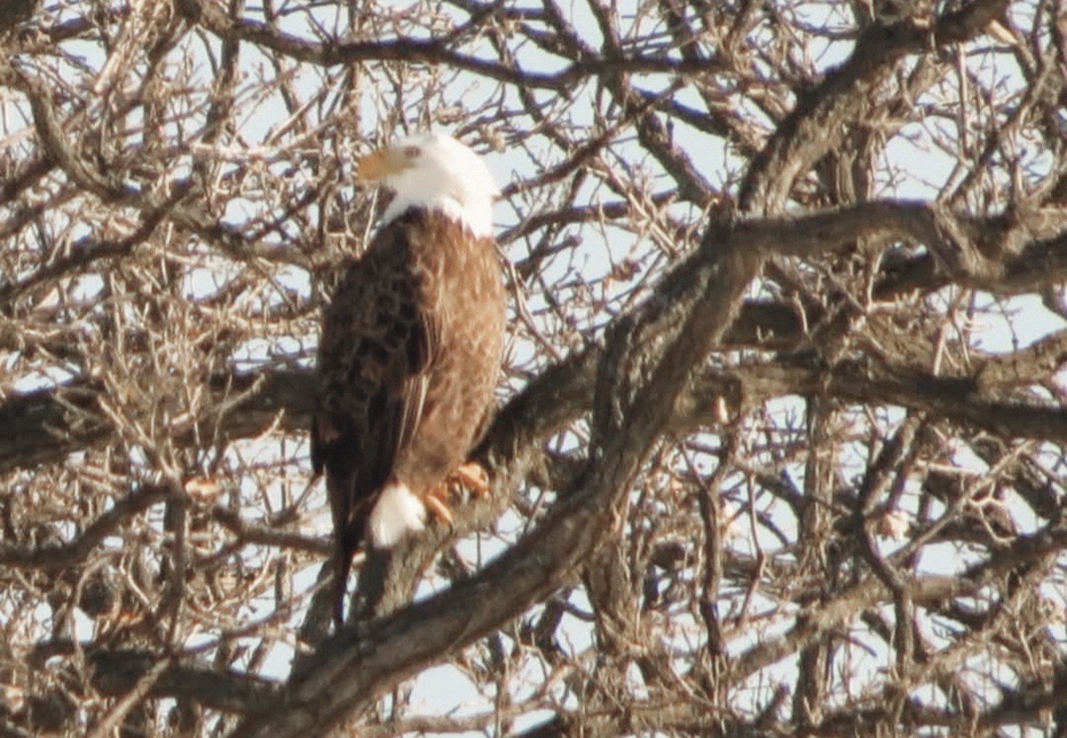 Sun City residents and Birdwatchers Club members reported seeing 571 birds of 23 different species for the Rutland CBC, both increases from the 2024 CBC. (MSDN Photo courtesy of Gene Baker)