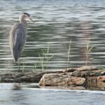 Sun City resident Bill Kucera took this photo of a Blue Heron at Fountain View. Kucera is a member of the Sun City Photographers Club, part of the Sun City Computer Charter Club. (Photo provided)