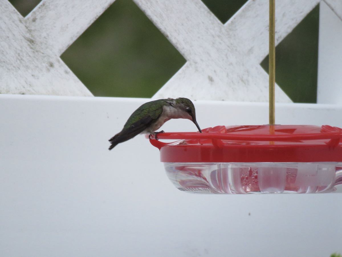 Photo of a hummingbird eating from a feeder. (Photo provided)