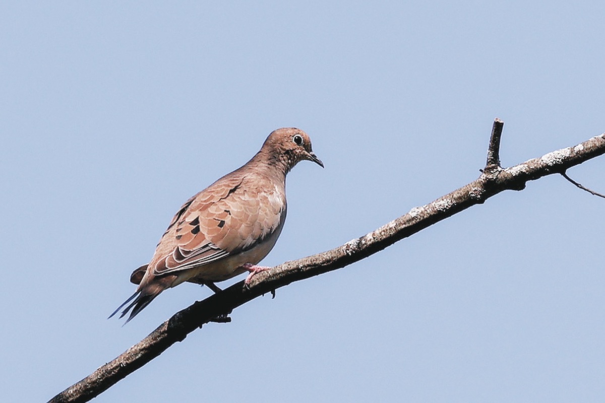 The Sun City Photographers Club joined the Sun City Birdwatchers Club for a bird walk at Wildflower Lake in late July. Bill Kucera of the Photographers Club captured an image of this mouring dove perched on a branch. Photo courtesy of Bill Kucera. (Photo provided)